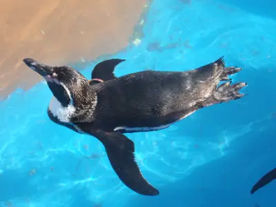 南知多のペンギン