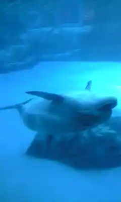 ベルーガ